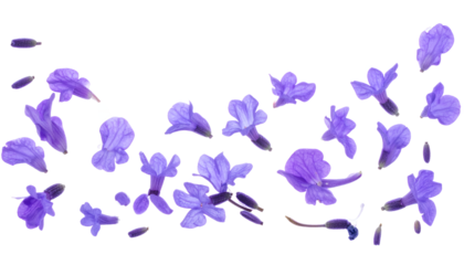 A delicate and vibrant scattering of small purple flower petals and blossoms, beautifully arranged on a clean white background, evoking freshness and natural beauty for spring and summer themes