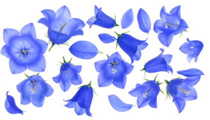 Collection of Delicate Blue Bellflower Blossoms in Various Stages of Bloom Against a White Background