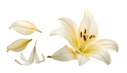 A pristine white lily blossom, gracefully deconstructed with scattered delicate petals, reveals its intricate beauty and serene botanical details, captured on a pure white studio backdrop