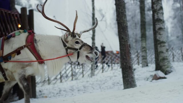 View of a reindeer with traditional harnesses coming out on a cold winter day from inside a barn. Winter view. 4K.