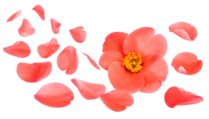 A single vibrant coral pink flower with petals scattering around it, evoking a sense of gentle movement and natural beauty