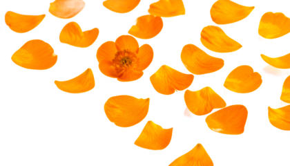 Scattered Bright Orange Flower Petals with One Flower in Focus on a White Background