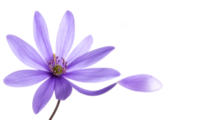 Vibrant lavender blossom featuring a solitary petal gracefully descending, capturing the delicate elegance and fleeting moments of botanical splendor on a crisp white background