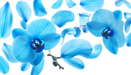 Delicate blue orchid petals gracefully float against a clean white background, evoking tranquility and natural beauty