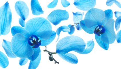Delicate blue orchid petals gracefully float against a clean white background, evoking tranquility and natural beauty