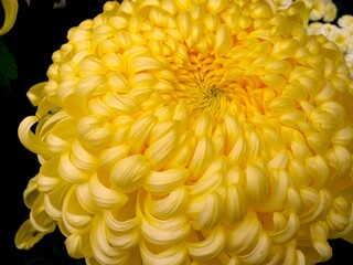 Yellow chrysanthemum