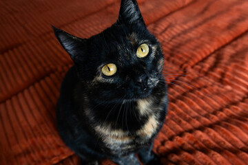 Close-up image of a tortoiseshell cat sitting on a textured orange surface and looking up with bright yellow eyes.
