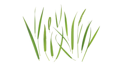Fresh Green Grass Blades on White Background