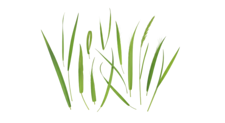 Fresh Green Grass Blades on White Background
