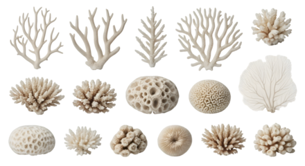 Coral Reefs Diversity and Variety