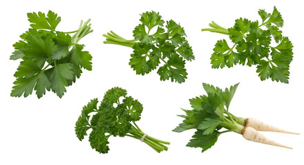Fresh Parsley Bundles on White Background