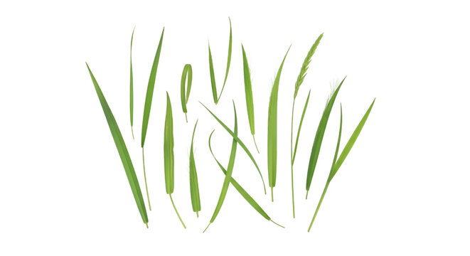 Fresh Green Grass Blades on White Background