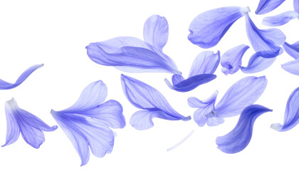 Vibrant lavender petals gracefully floating and scattering against a pristine white backdrop, evoking a sense of tranquil beauty and delicate springtime charm