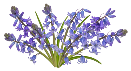Bluebell Flowers Isolated on White
