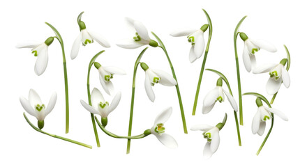 Snowdrop Flowers Isolated on White