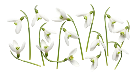 Snowdrop Flowers Isolated on White