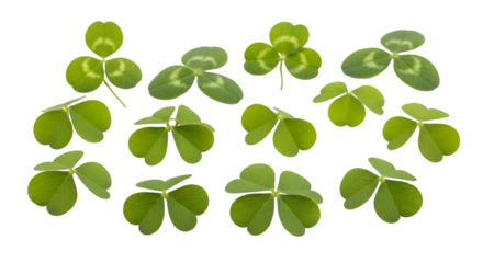 Shamrock Clovers on White Background