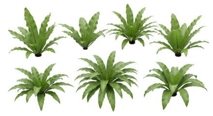 Bird's Nest Fern Greenery Set