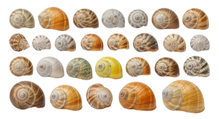 Collection of Snail Shells on White