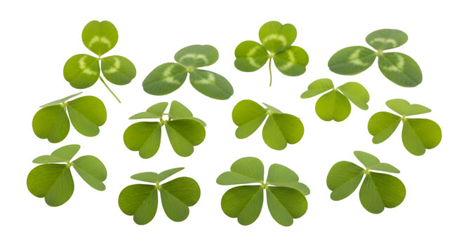 Shamrock Clovers on White Background