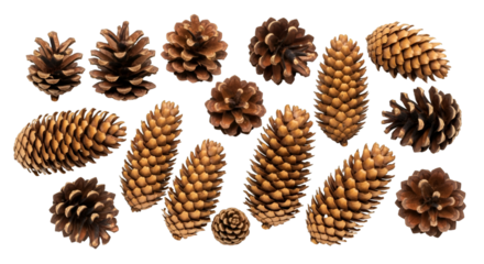 Pine Cones Isolated on White