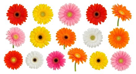 Gerbera Daisy Flower Assortment