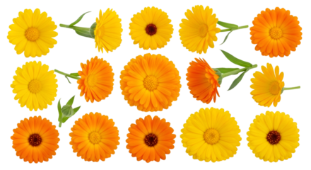 Calendula Flowers Arrangement Isolated on White