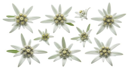 Edelweiss Flowers Isolated on White
