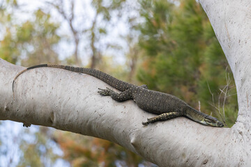 lace monitor basking