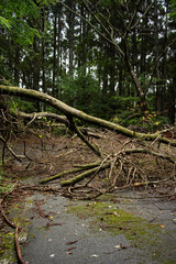 道を塞いでいる倒木