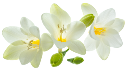 Delicate white freesia flowers with buds against a clean white background, symbolizing purity and new beginnings