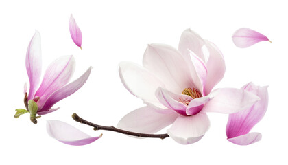 Fototapeta premium Beautiful pink magnolia flowers and delicate petals elegantly scattered on a pristine white background, showcasing their fresh and vibrant bloom in a serene composition