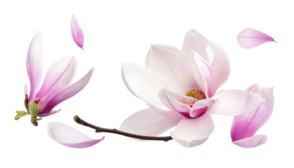 Beautiful pink magnolia flowers and delicate petals elegantly scattered on a pristine white background, showcasing their fresh and vibrant bloom in a serene composition