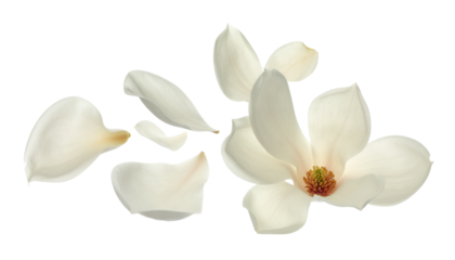 Delicate white magnolia flower petals gracefully scattering against a clean white background, evoking a sense of beauty and nature's artistry