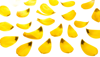 Delicate yellow flower petals, freshly fallen and beautifully arranged in a scattered pattern on a crisp white backdrop, symbolizing renewal and the gentle essence of nature