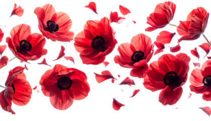 Vibrant red poppies with falling petals create a striking floral border against a crisp white background, evoking a sense of beauty and remembrance