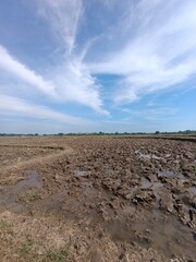  rich brown soil and blue cloudy sky. Wide view of a muddy rice paddy under bright sun and scattered white clouds. Farming land showing wet, clumpy soil texture ready for planting rice.