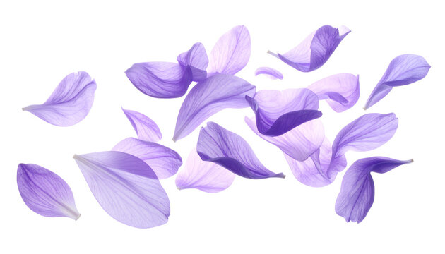 A gentle cascade of delicate, translucent purple flower petals floating gracefully against a clean white background