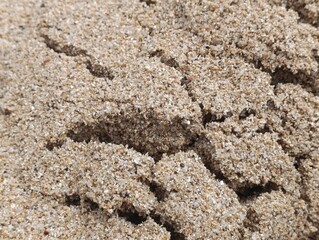 Extreme close up of light brown textured beach sand and small shells.  Abstract natural background of brown and white grain particles.
