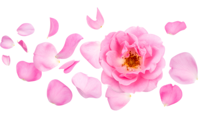 Close-up of a single pink rose in full bloom surrounded by scattered petals against a clean white background, symbolizing beauty and romance