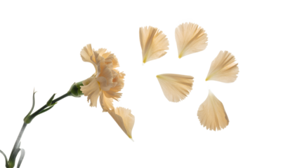 A single delicate cream carnation flower with its soft petals gently floating away, isolated on a clean white background