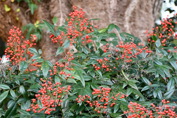 南天（ナンテン）　Heavenly Bamboo