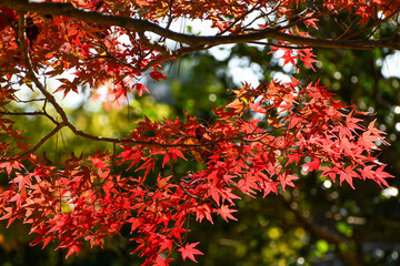 美しい紅葉
