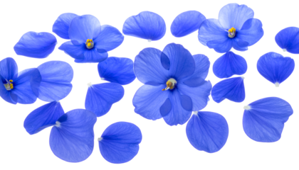 A beautiful composition of vibrant blue violet flowers and delicate scattered petals isolated on a pristine white background in high detail