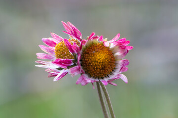 Obraz premium Small flowers with white pink and yellow colours. Green nature background. Spring day in Greece. Southern daisy. Copy space. Bellis sylvestris.