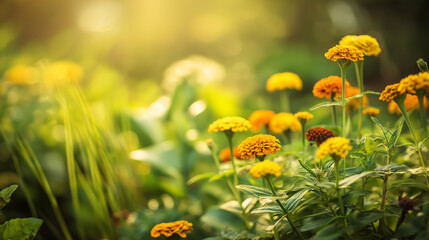 flowers. A vibrant garden blooms under golden sunlight, flowers and foliage glowing with natural radiance. gardening catalogs, home-decor guides, designed for home decor and floral branding.