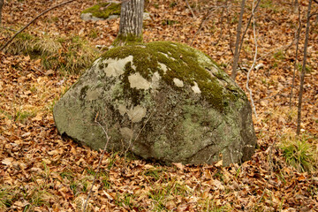 A large boulder covered in moss in the autumn forest