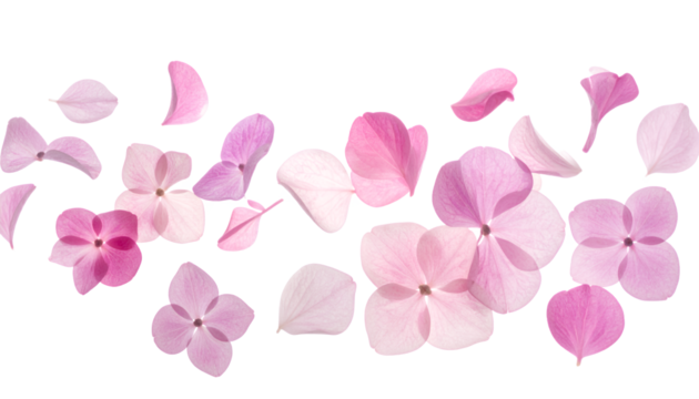 A delicate arrangement of scattered pink hydrangea blossoms and individual petals creating a soft, romantic floral border on a white background - Powered by Adobe
