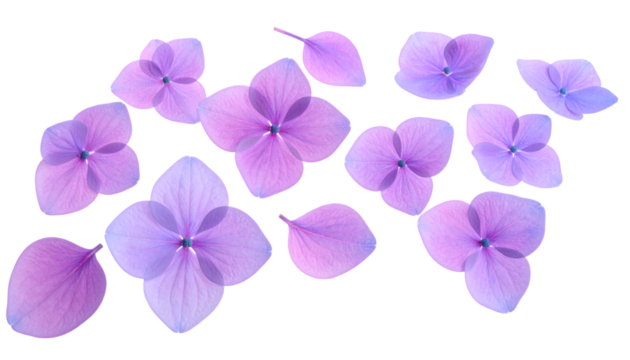 Delicate purple hydrangea petals scattered across a clean white background, showcasing their fragile beauty