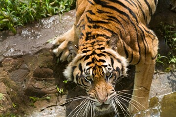 Obraz premium the face of an angry sumatran tiger